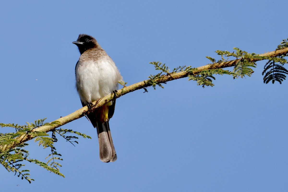 Common Bulbul - ML638238434