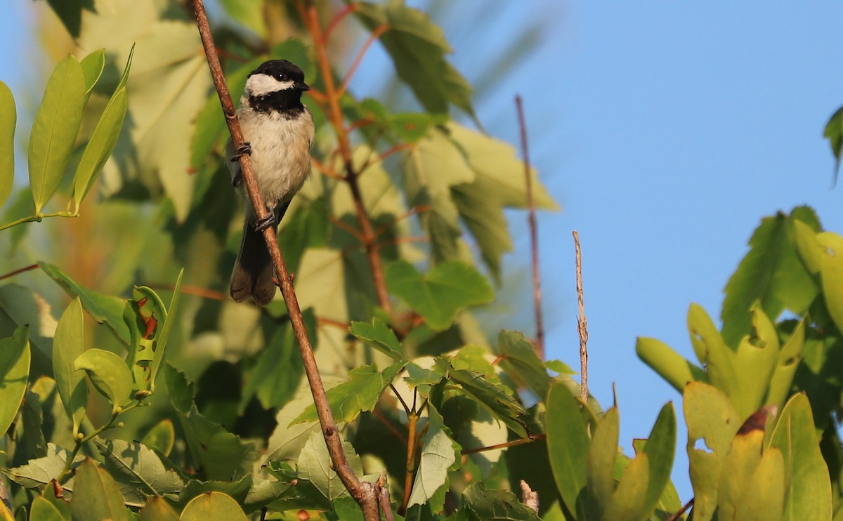 Carolina Chickadee - ML638238453