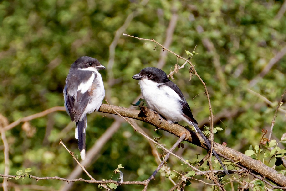 Northern Fiscal - ML638238456