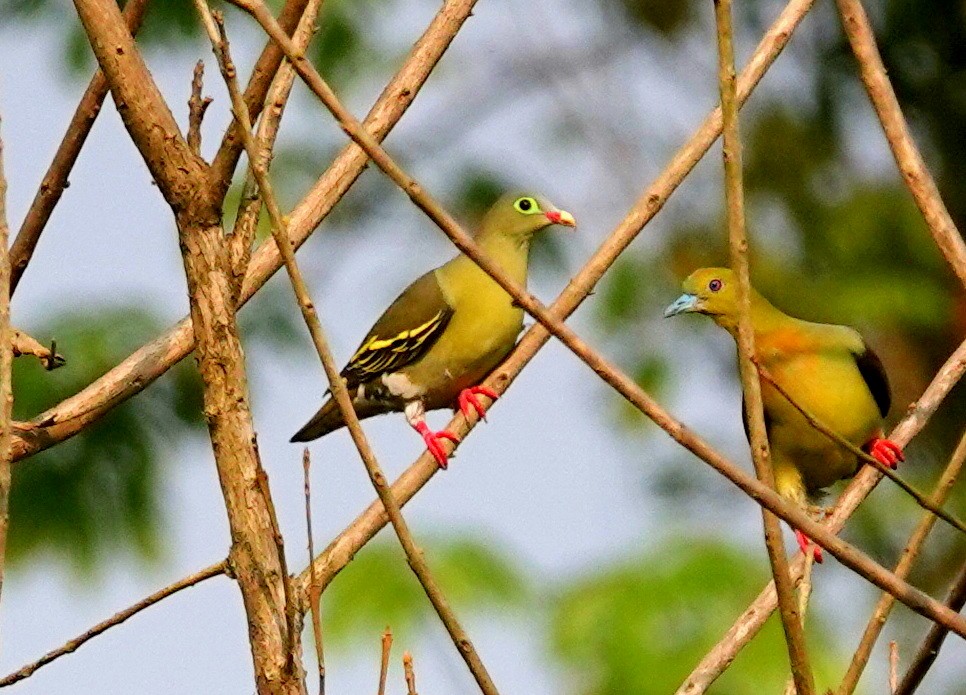 Thick-billed Green-Pigeon - ML638238458