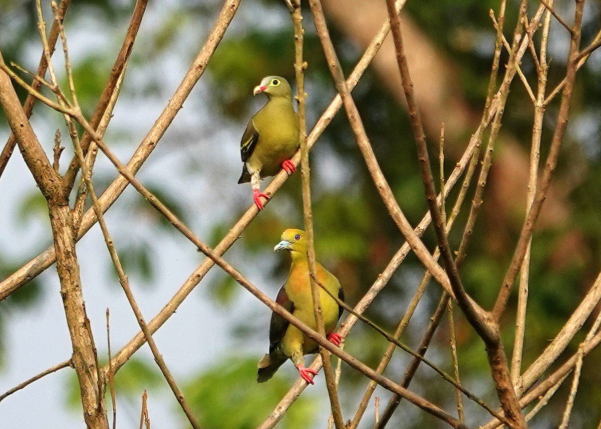 Thick-billed Green-Pigeon - ML638238459
