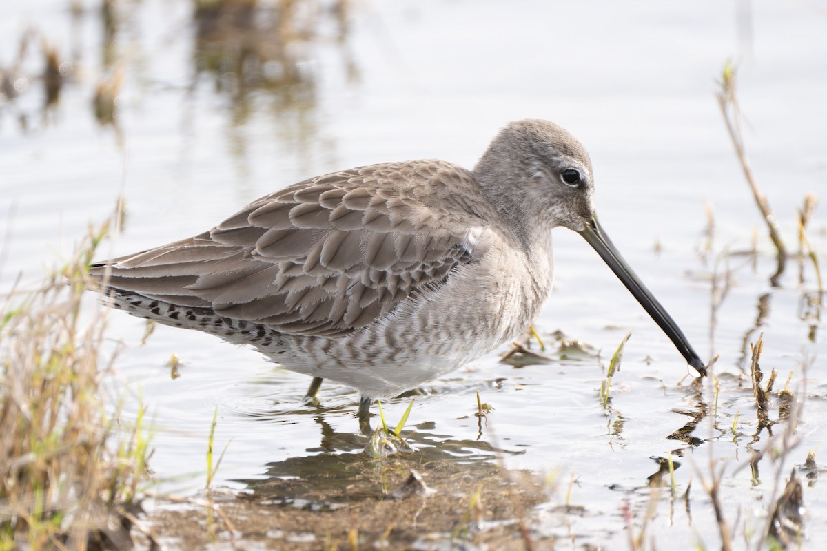 Long-billed Dowitcher - ML638238487
