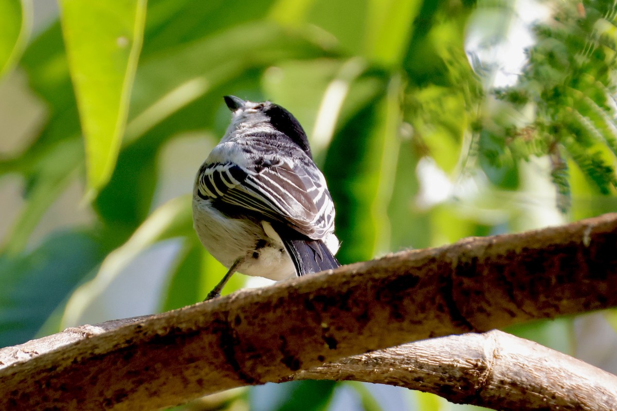 Black-backed Puffback - ML638238500