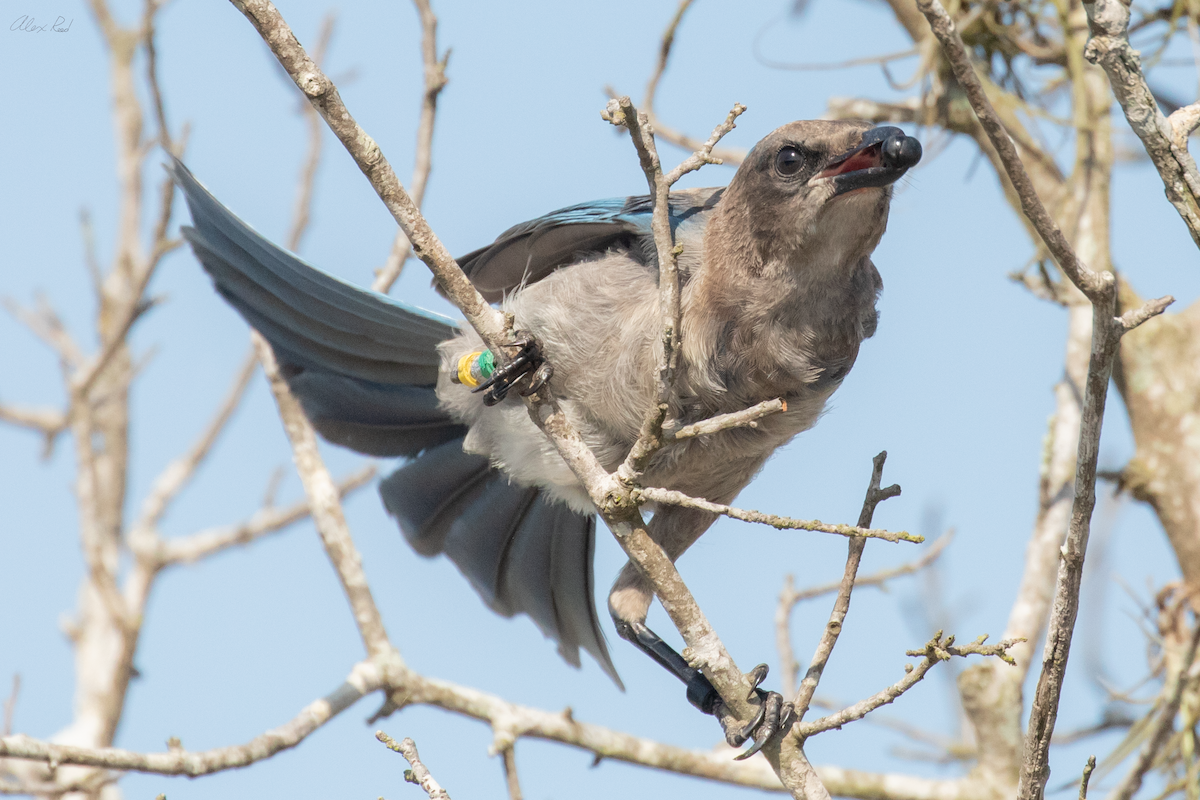 Florida Scrub-Jay - ML638238511