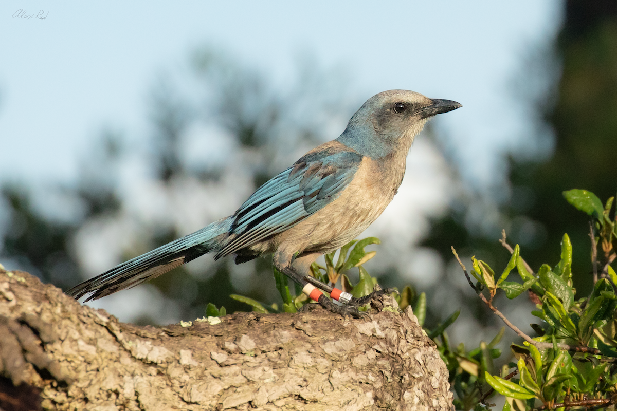 Florida Scrub-Jay - ML638238512