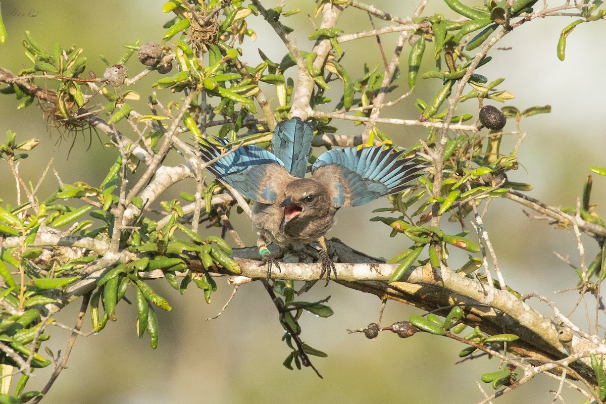 Florida Scrub-Jay - ML638238513