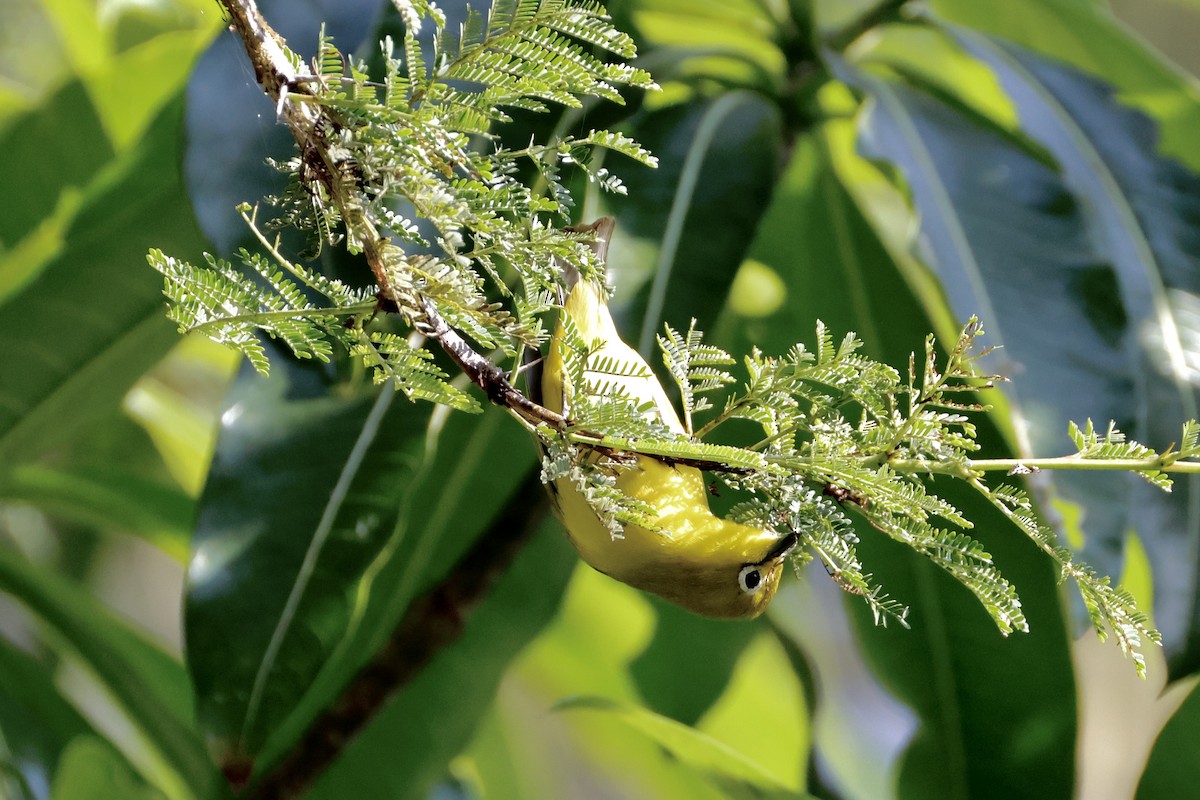 Southern Yellow White-eye - ML638238517