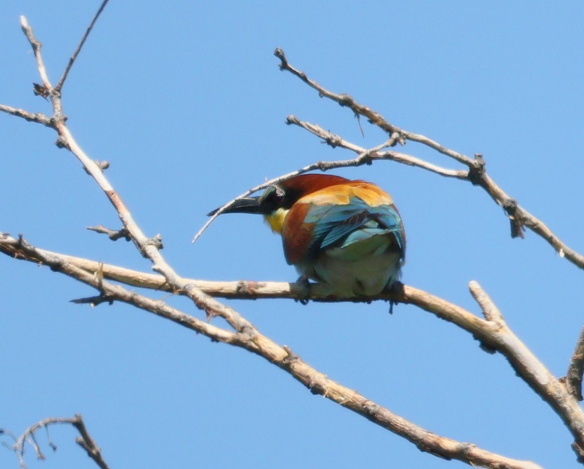 European Bee-eater - ML638238518