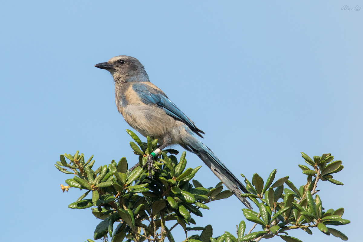 Florida Scrub-Jay - ML638238519