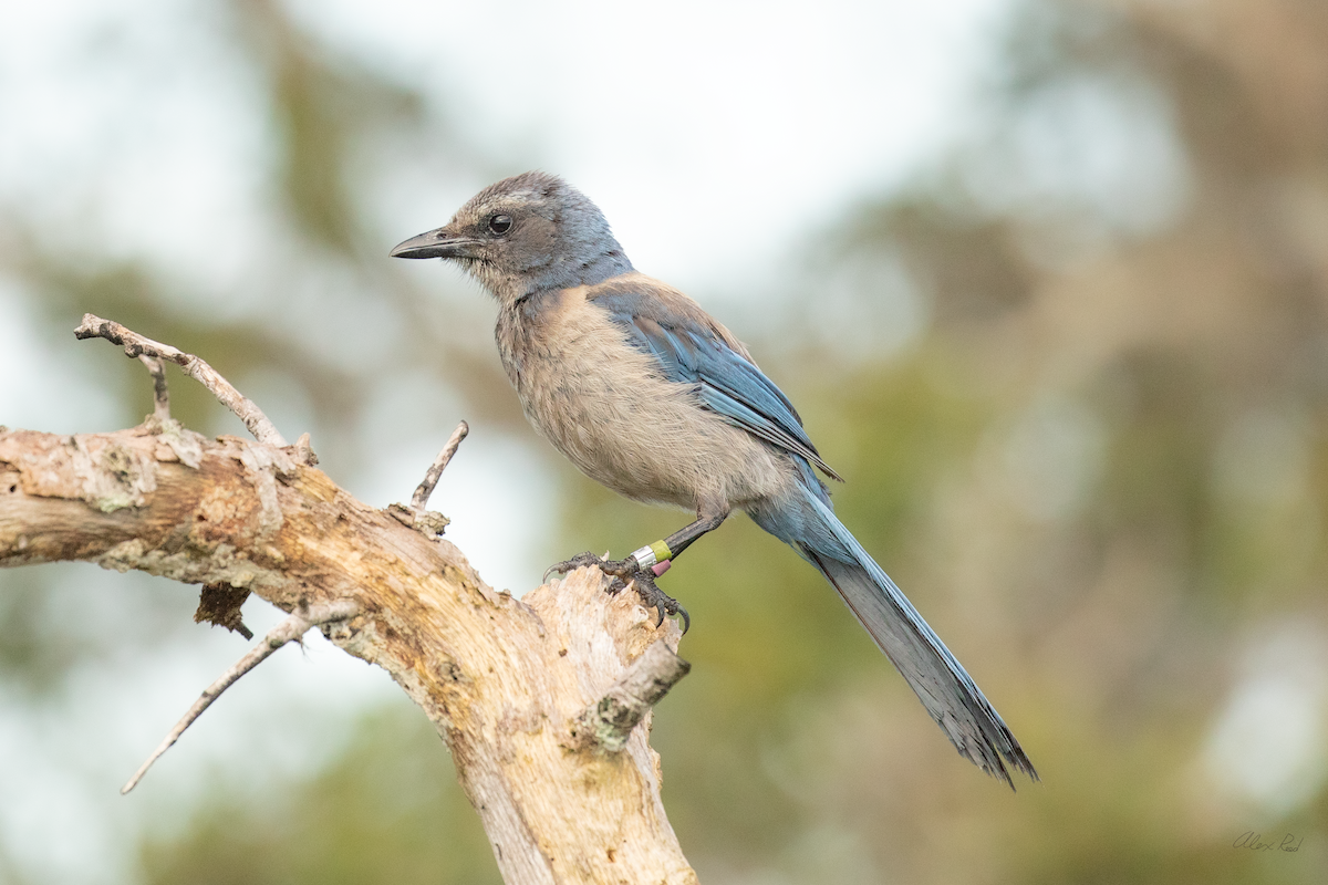 Florida Scrub-Jay - ML638238520