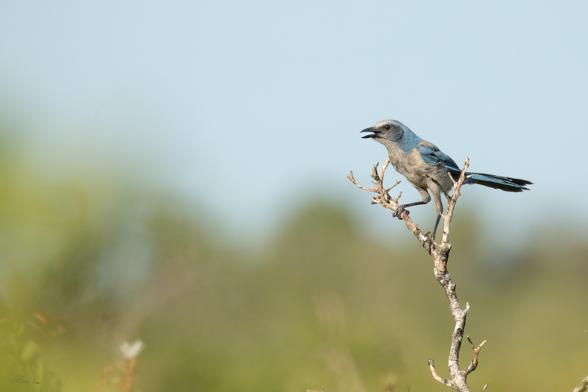 Florida Scrub-Jay - ML638238523