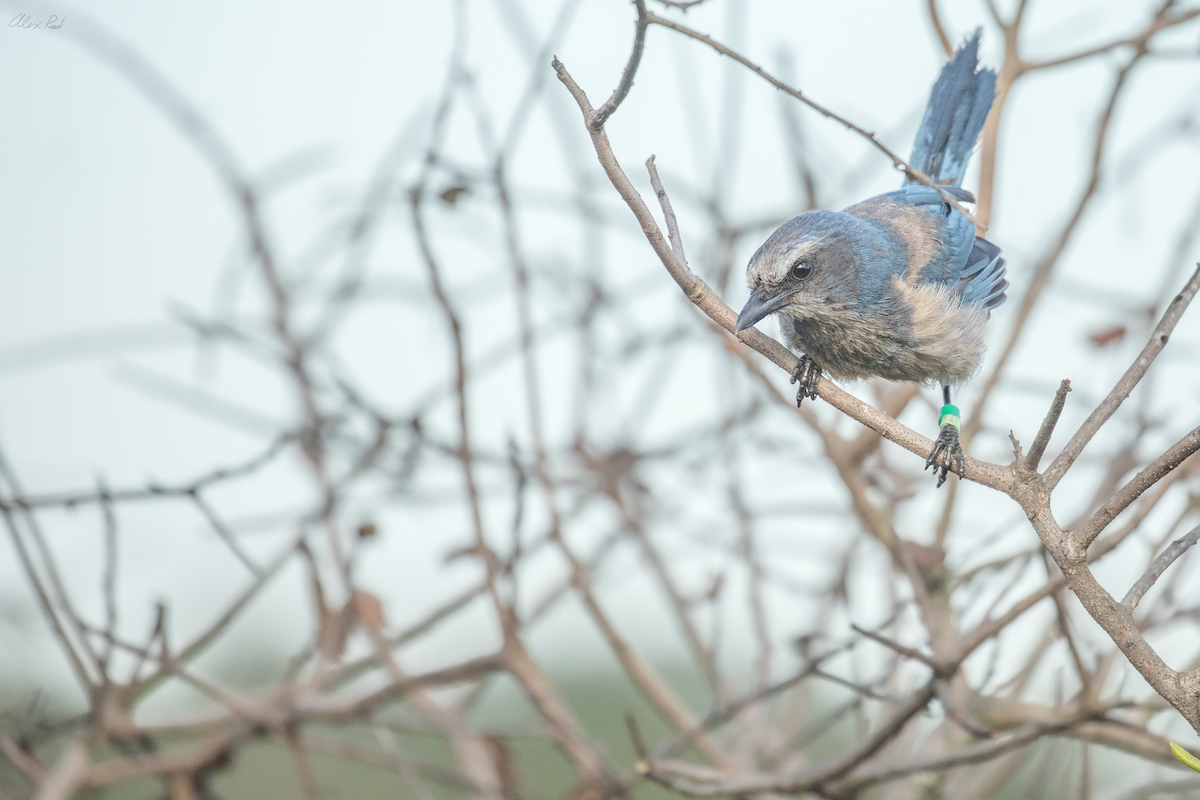 Florida Scrub-Jay - ML638238525