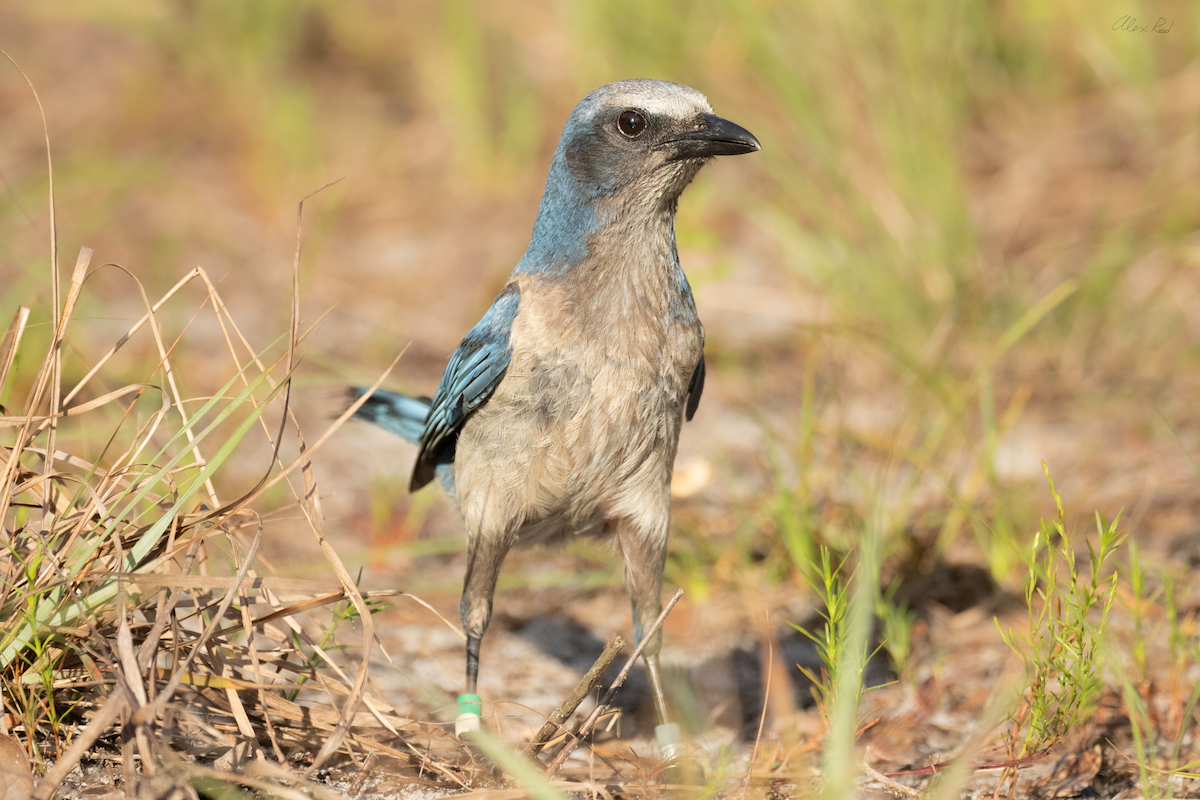 Florida Scrub-Jay - ML638238526