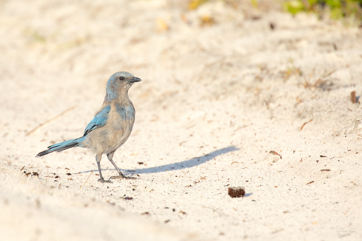 Florida Scrub-Jay - ML638238528