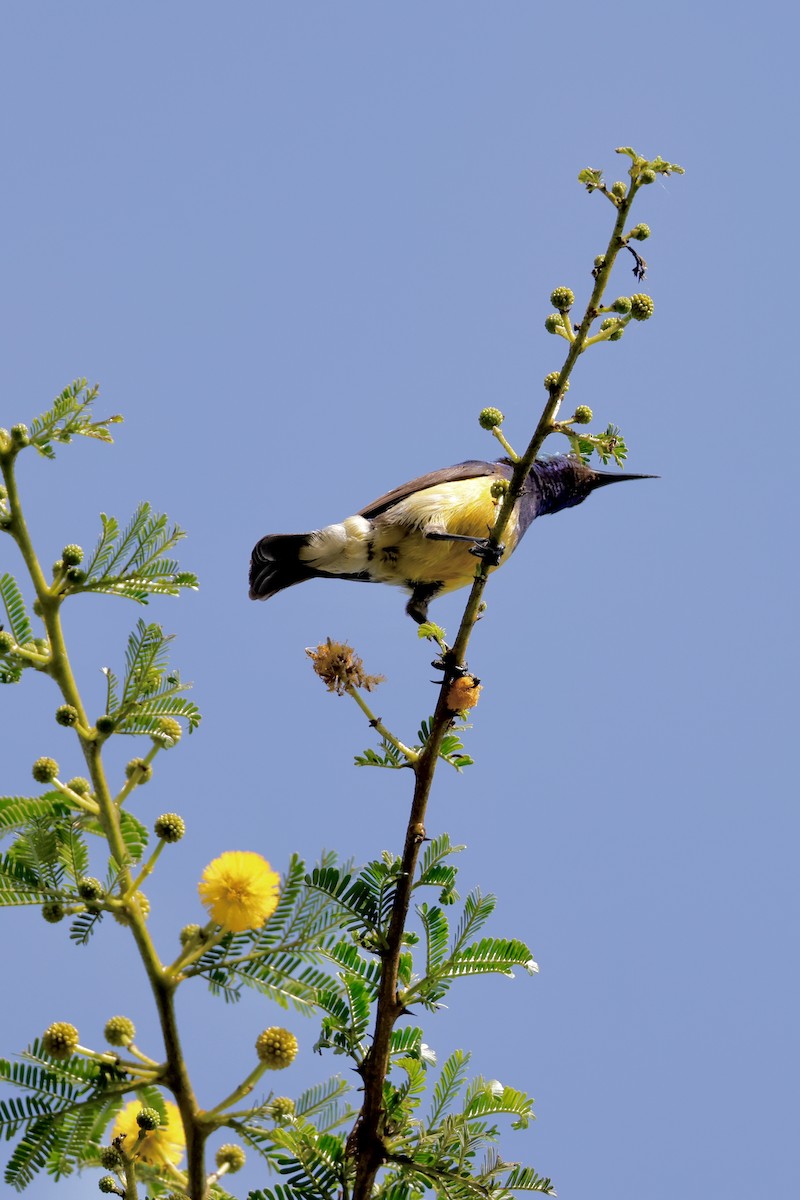 Variable Sunbird - ML638238532