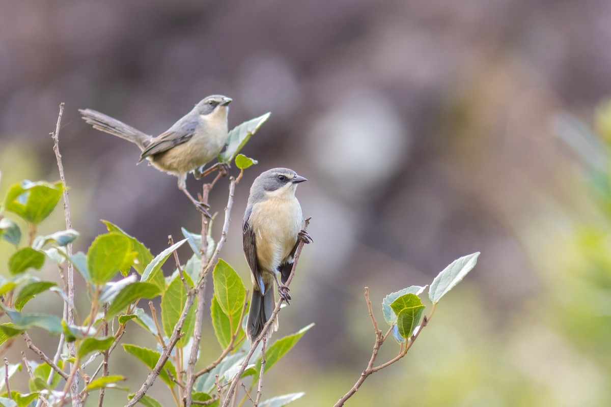 Long-tailed Reed Finch - ML638238547