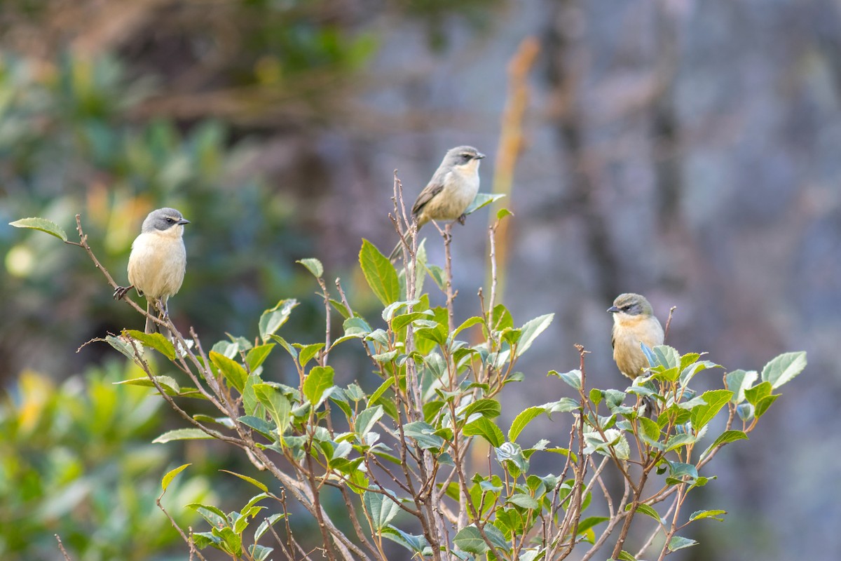 Long-tailed Reed Finch - ML638238551