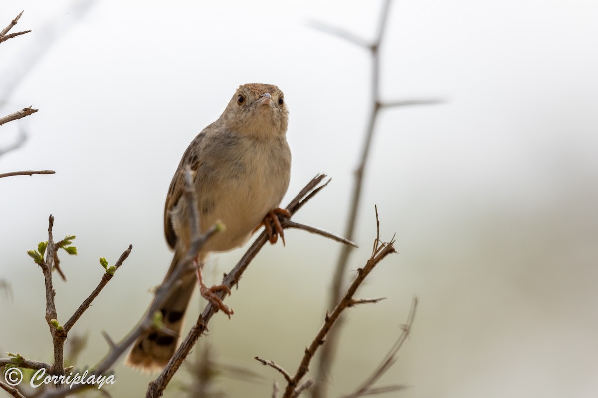 Rattling Cisticola - ML638238586