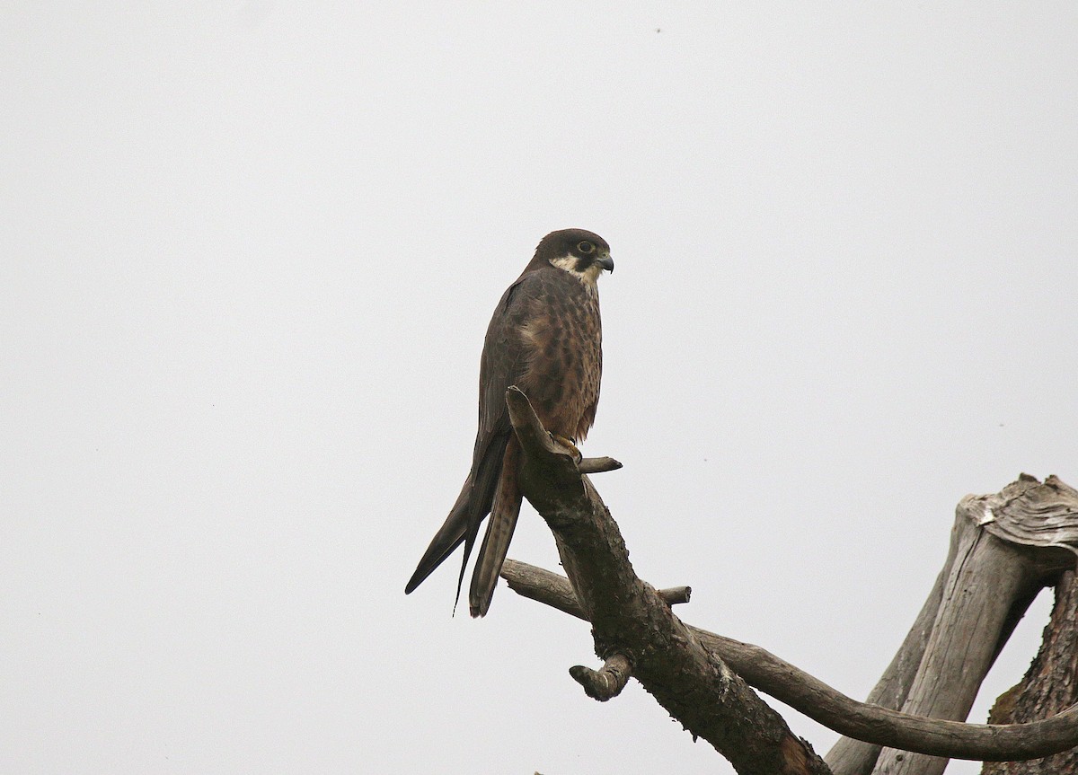 Eleonora's Falcon - ML638238591