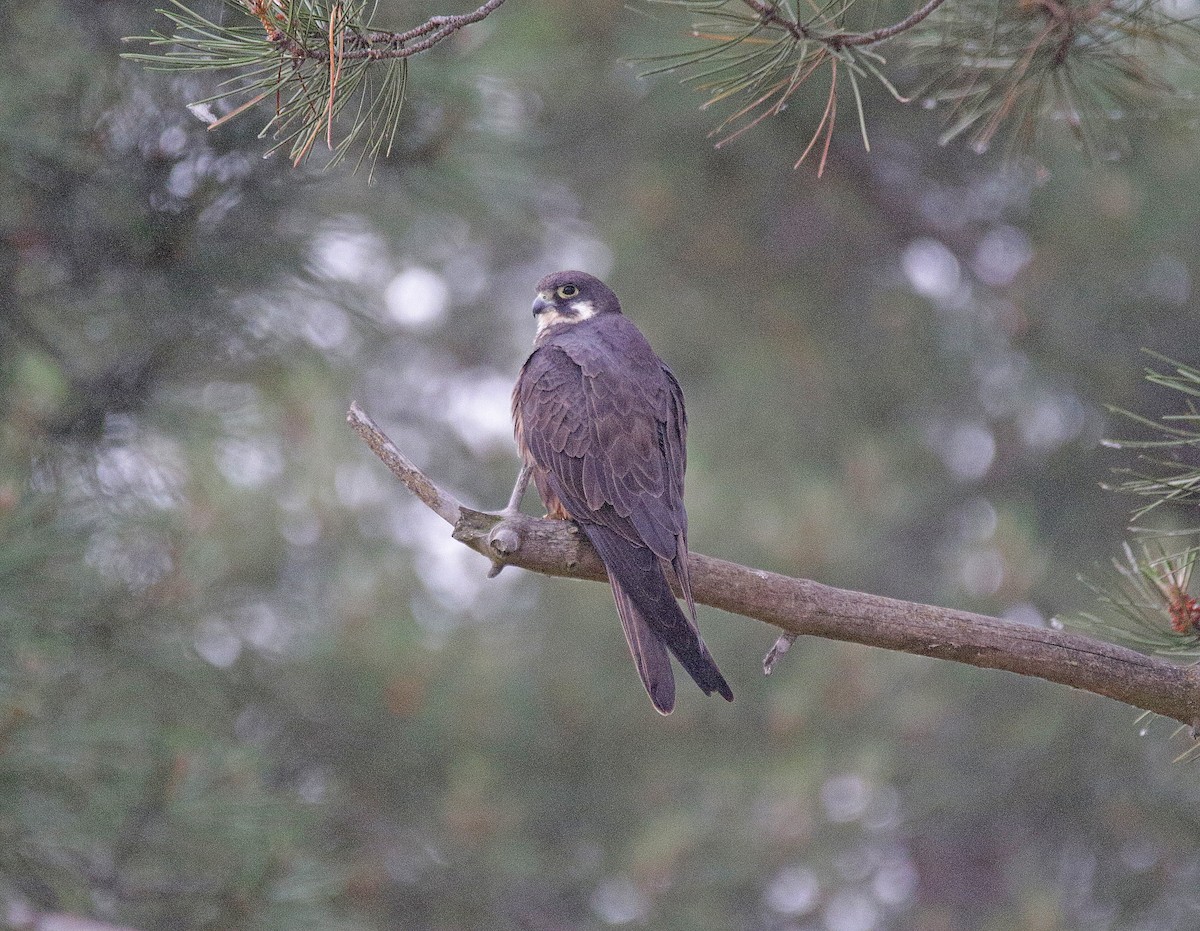 Eleonora's Falcon - ML638238592