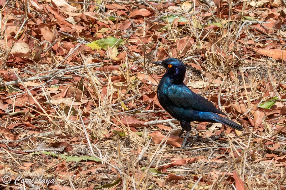Cape Starling - ML638238595