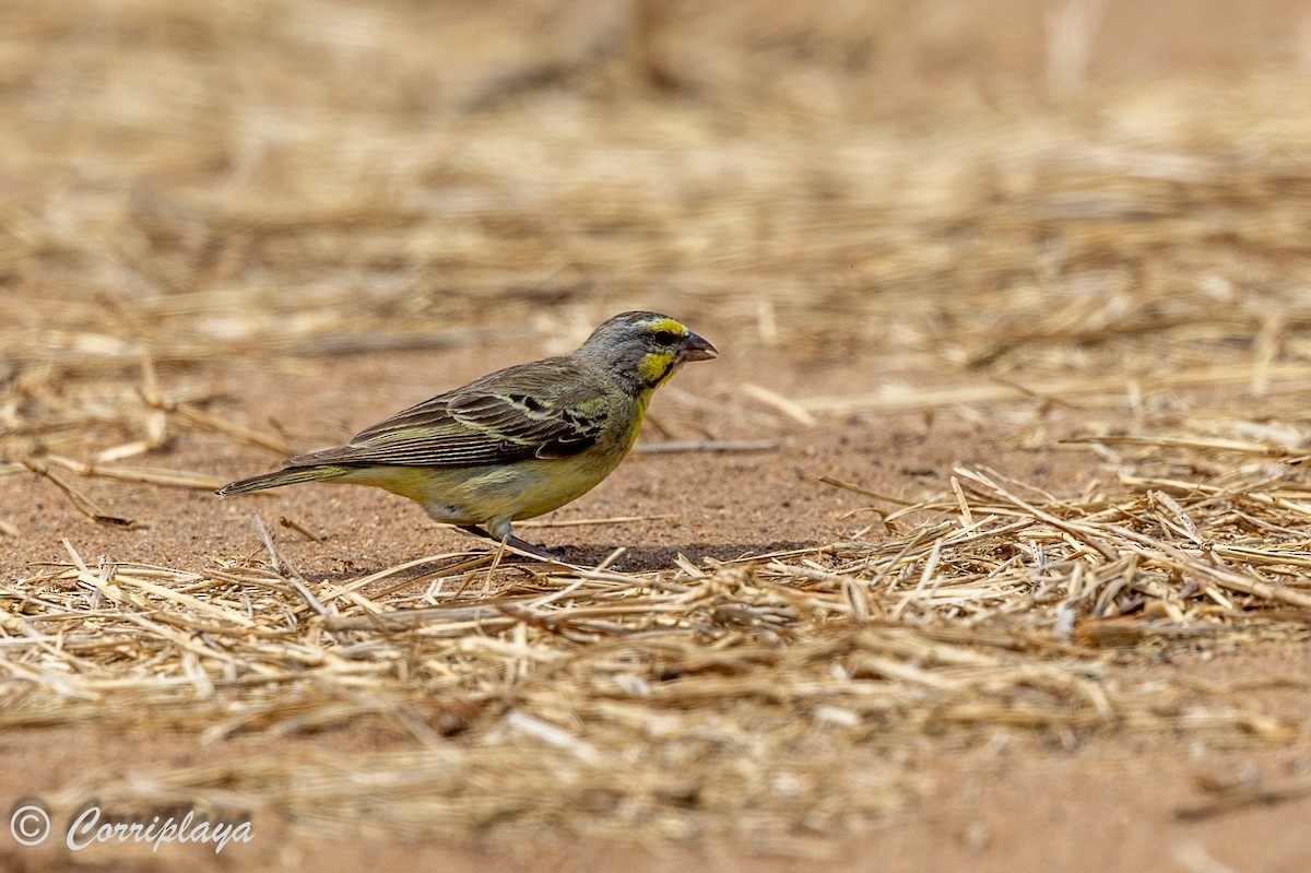 Yellow-fronted Canary - ML638238603