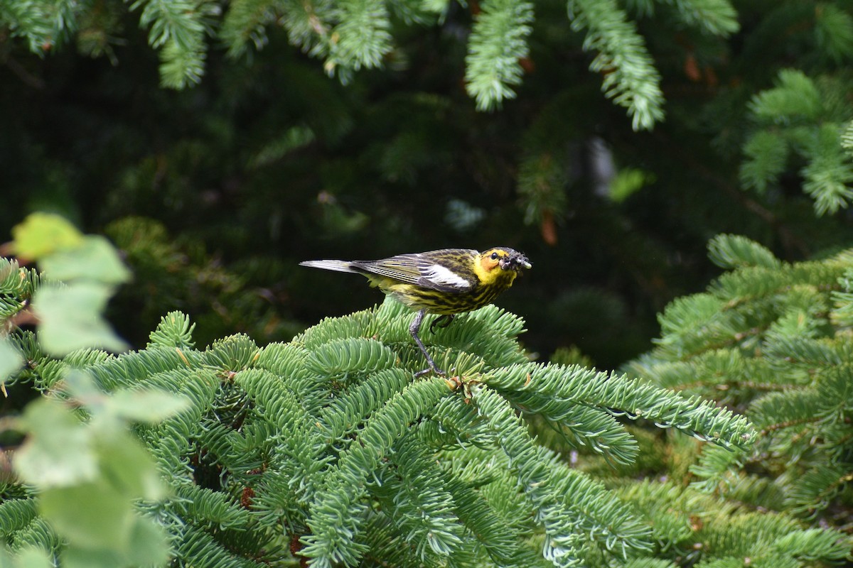 Cape May Warbler - ML638238606