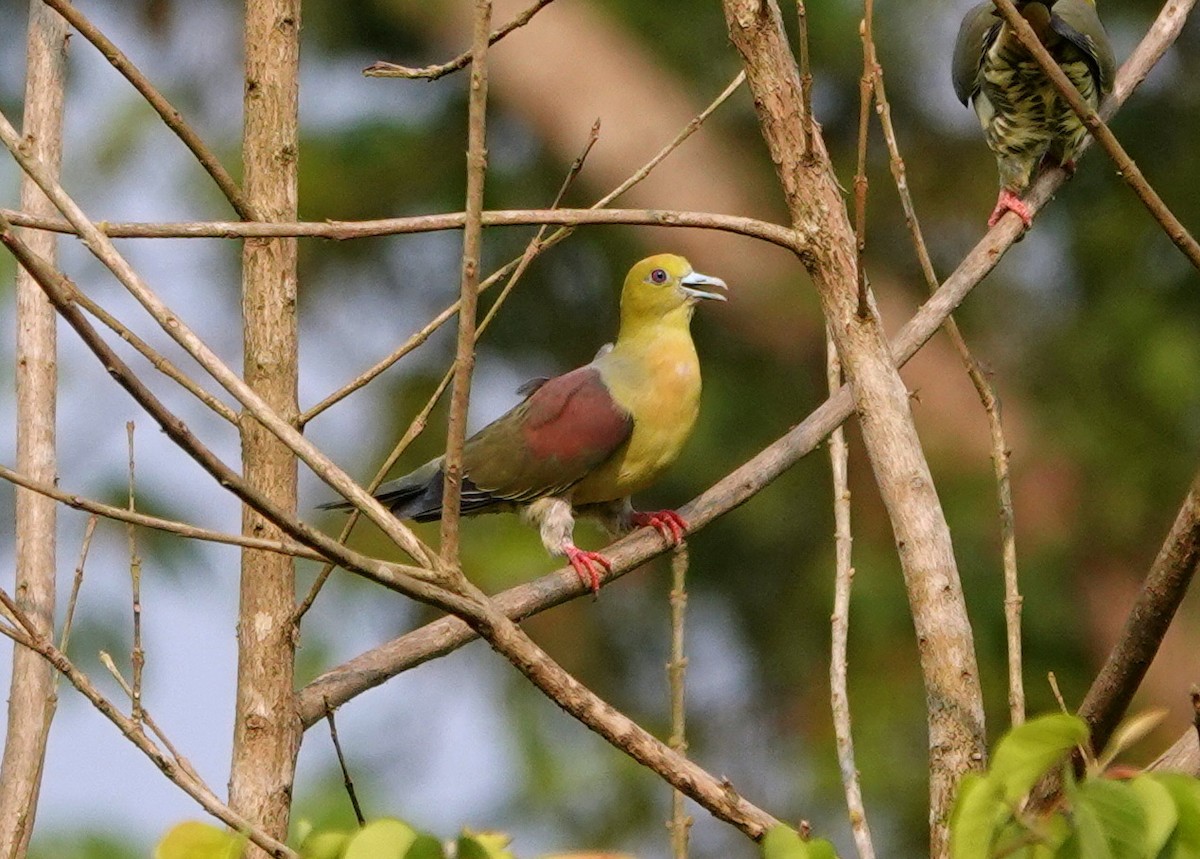 Wedge-tailed Green-Pigeon - ML638238609