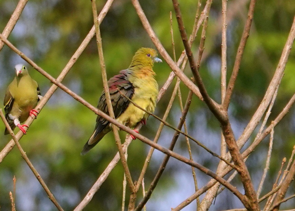 Wedge-tailed Green-Pigeon - ML638238610