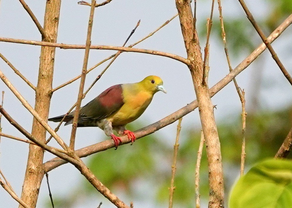Wedge-tailed Green-Pigeon - ML638238611