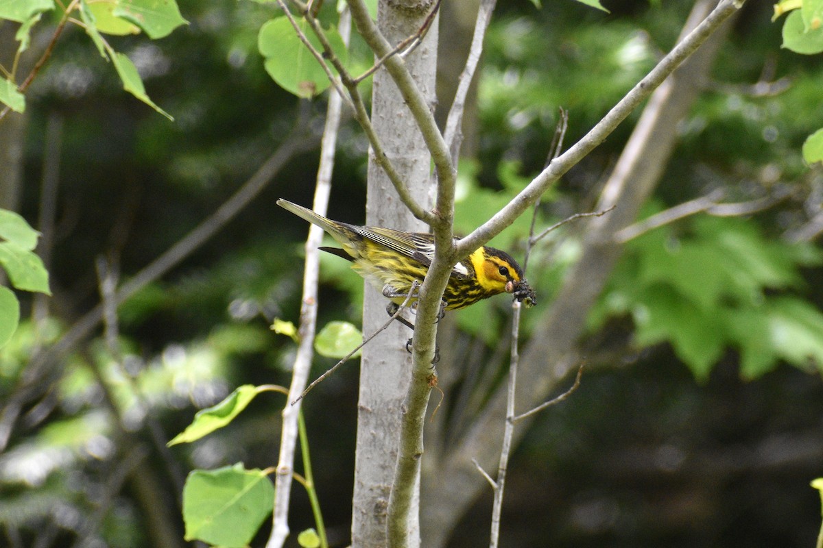 Cape May Warbler - ML638238617