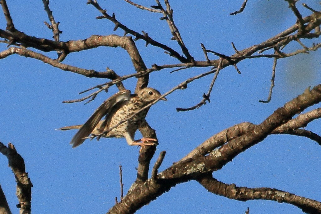 drozd brávník - ML638238639