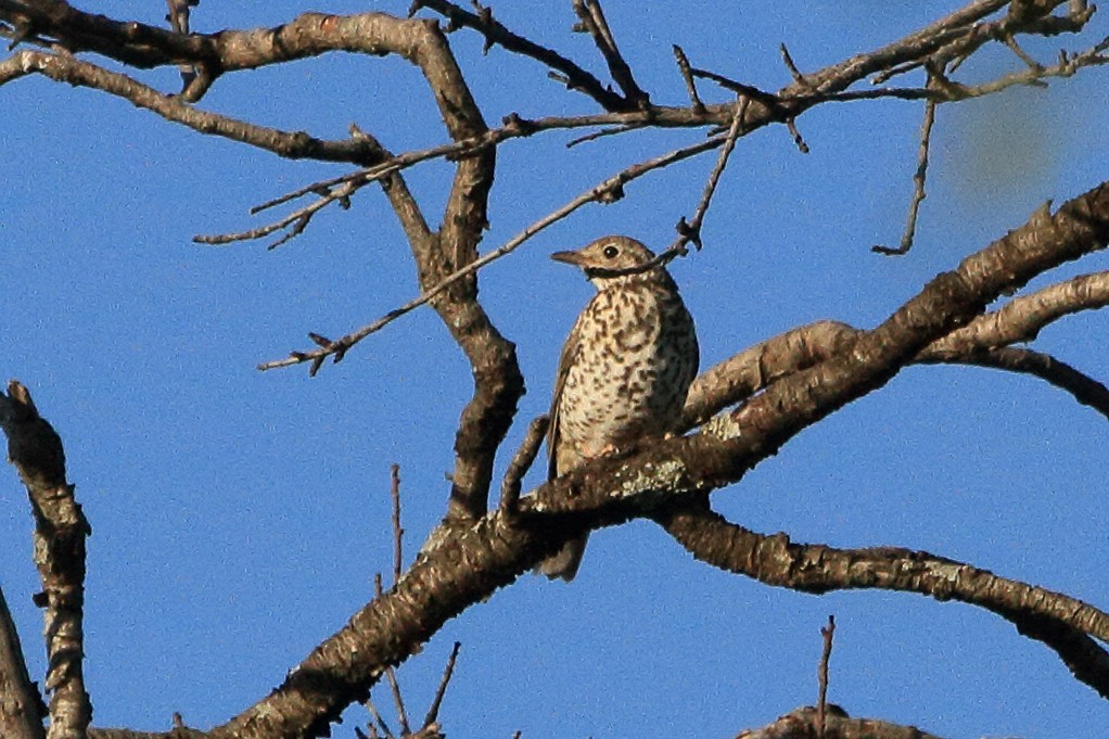 drozd brávník - ML638238640