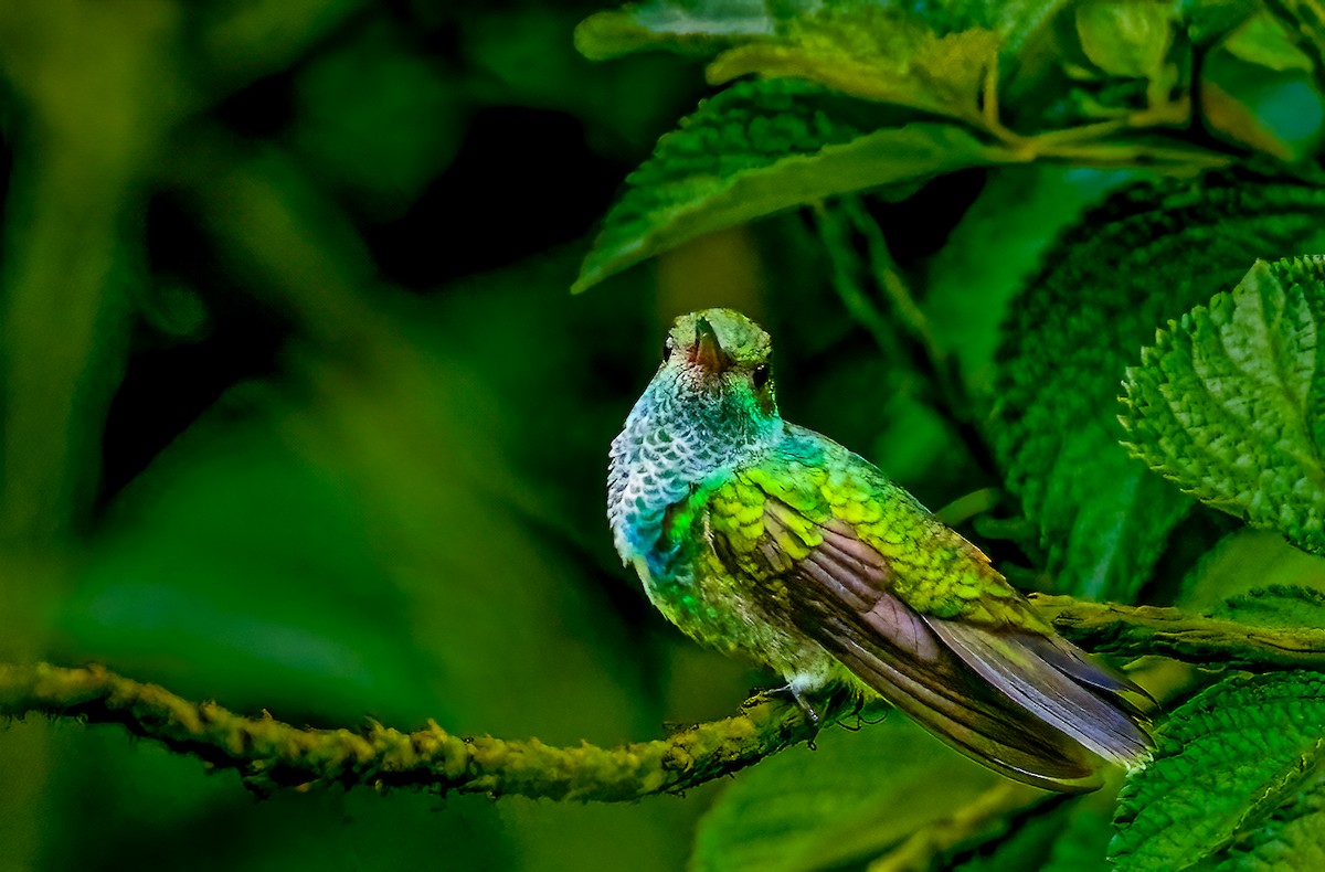 Glittering-throated Emerald - ML638238645