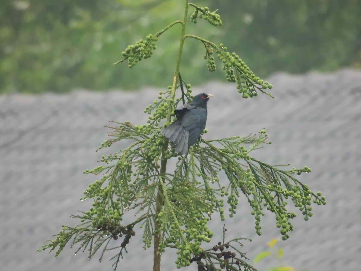 kukačka koel - ML638238647