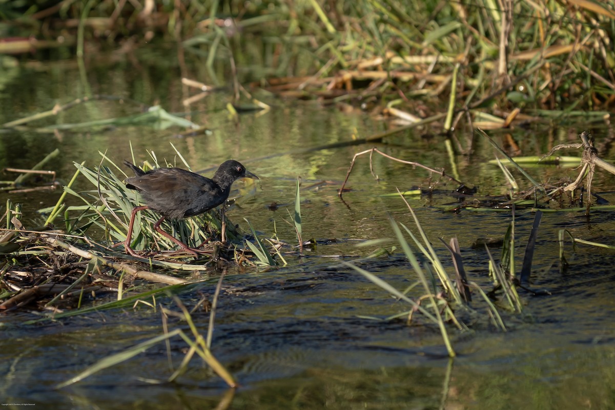 Black Crake - ML638238652