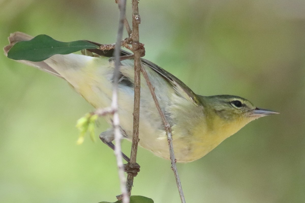 Tennessee Warbler - ML638238672