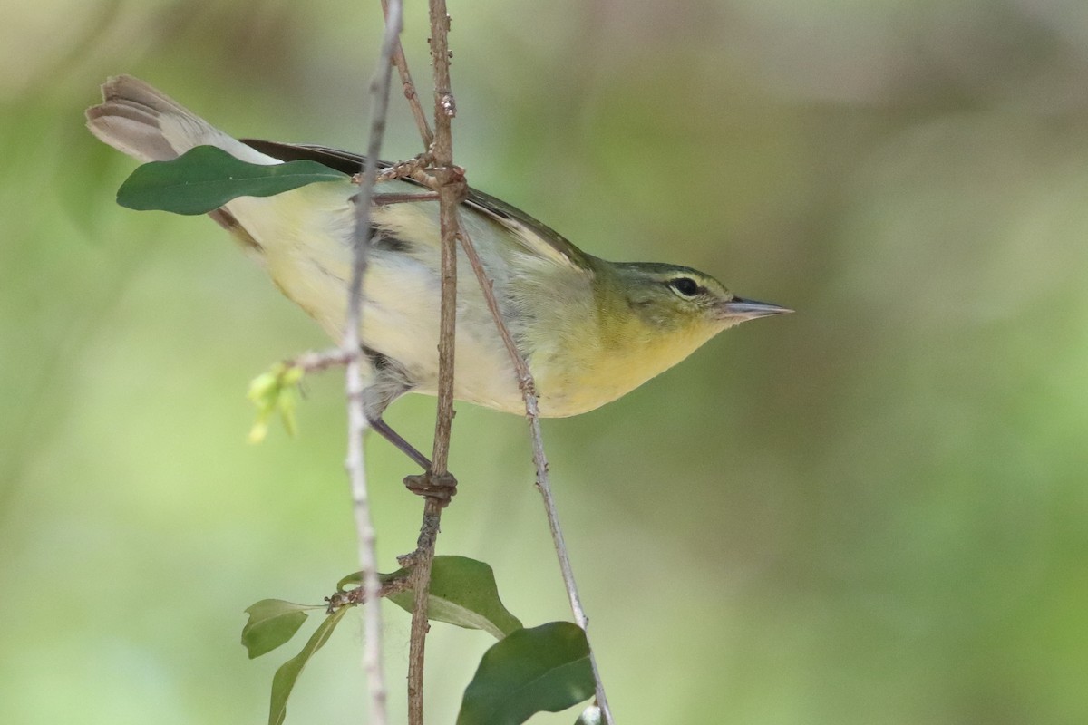 Tennessee Warbler - ML638238682
