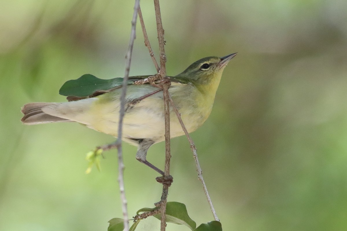 Tennessee Warbler - ML638238683