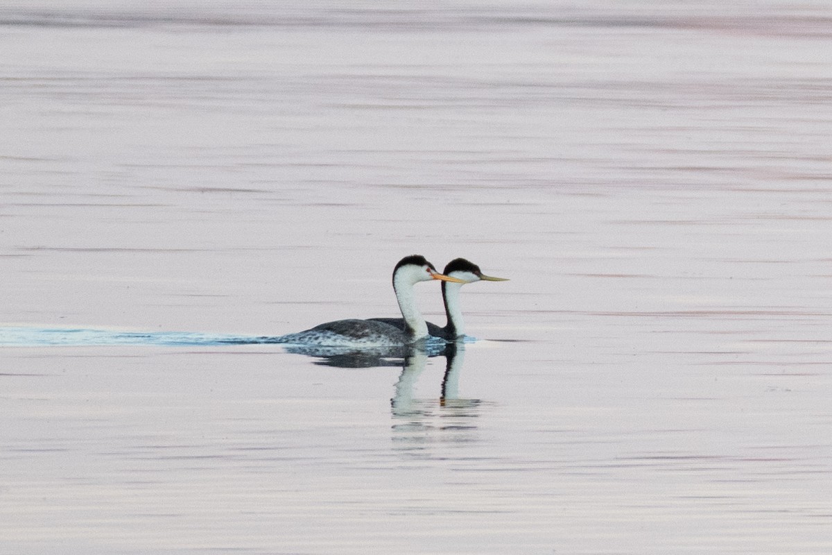 Clark's Grebe - ML638238706
