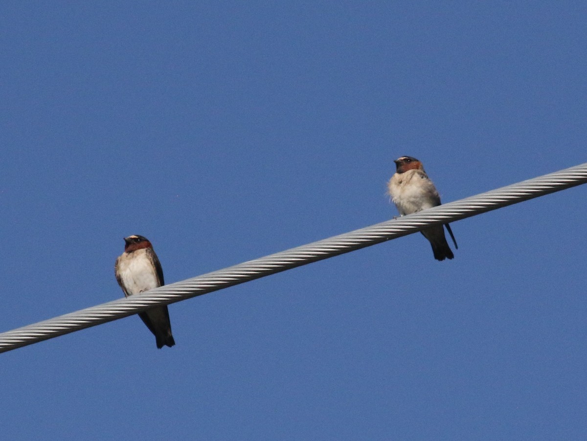 サンショクツバメ - ML638238711