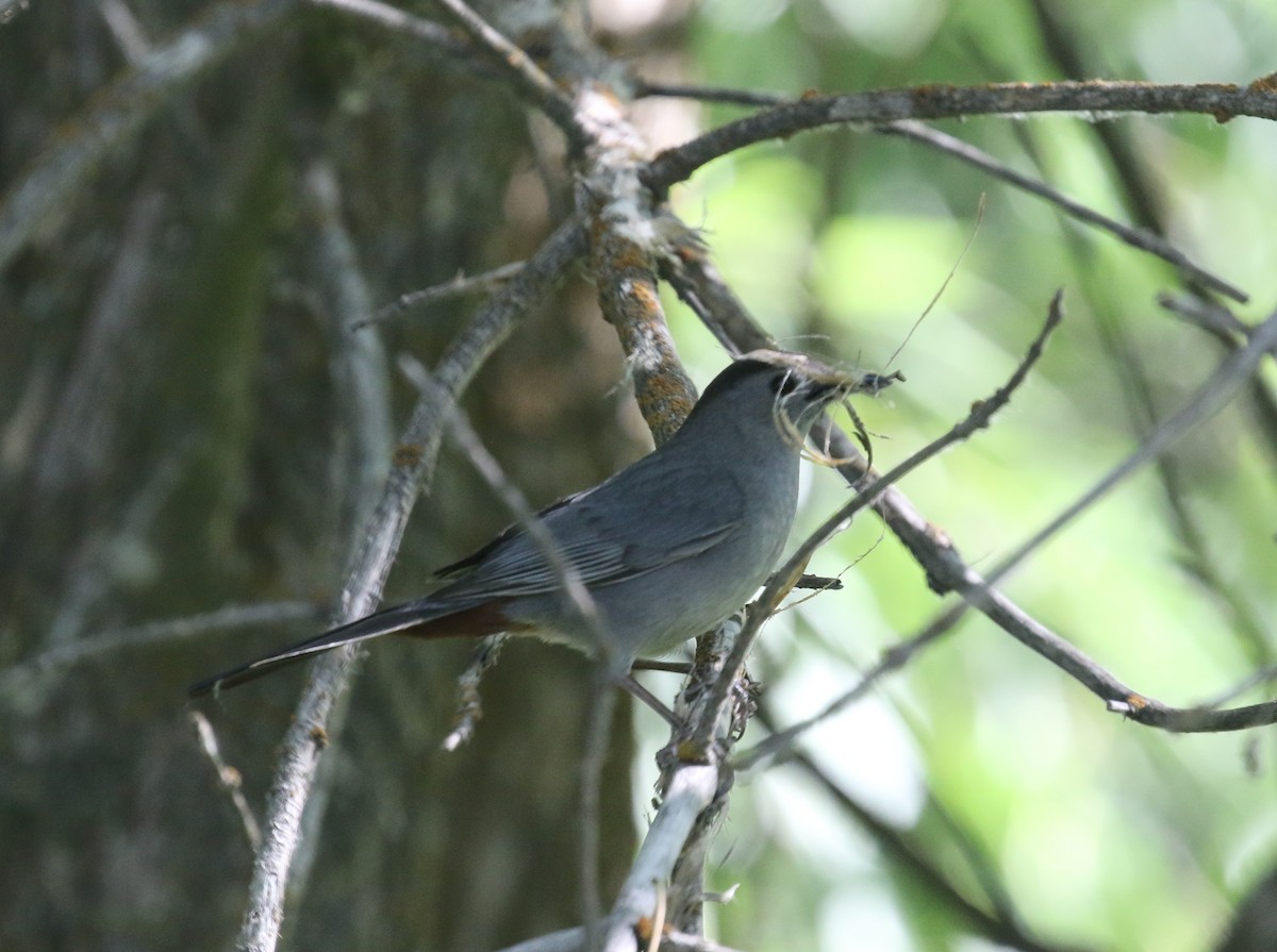 ネコマネドリ - ML638238743