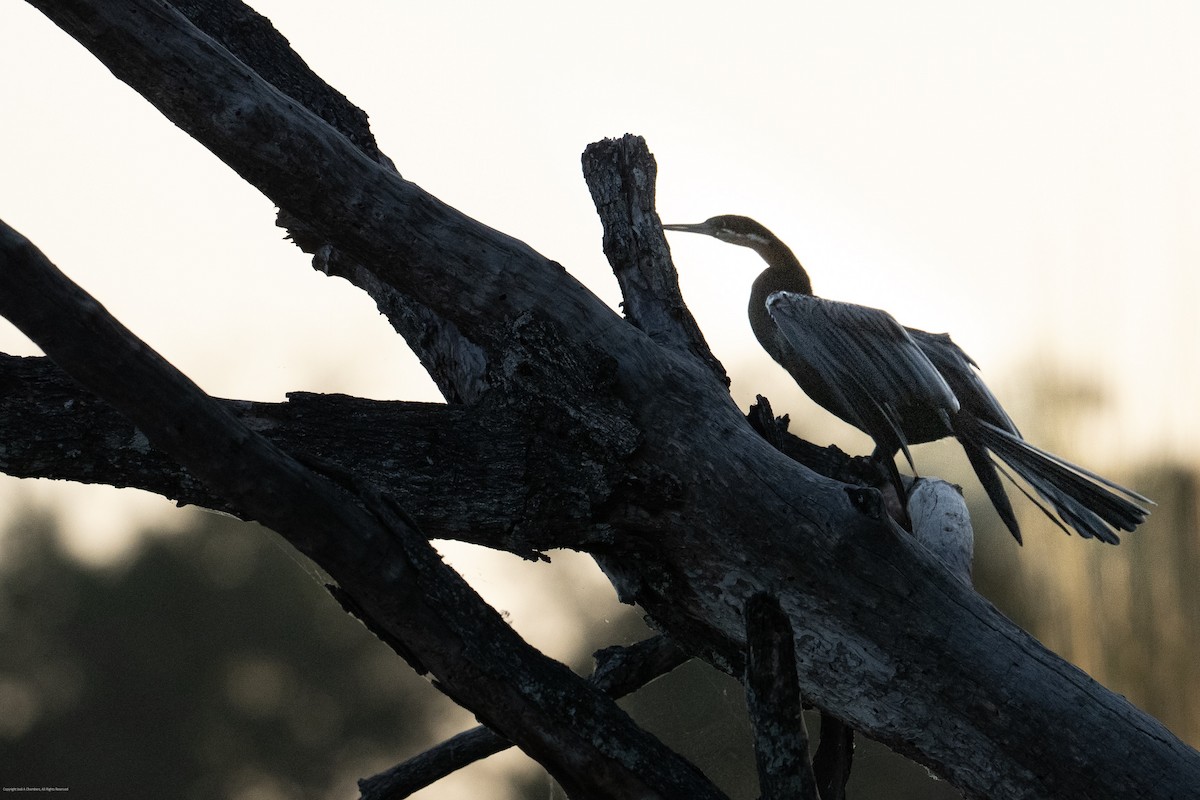 African Darter - ML638238757