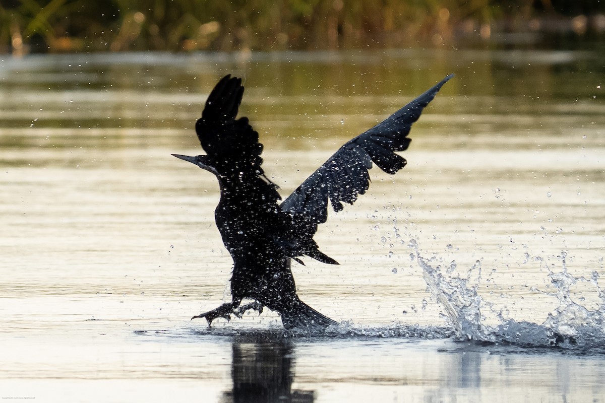 African Darter - ML638238759
