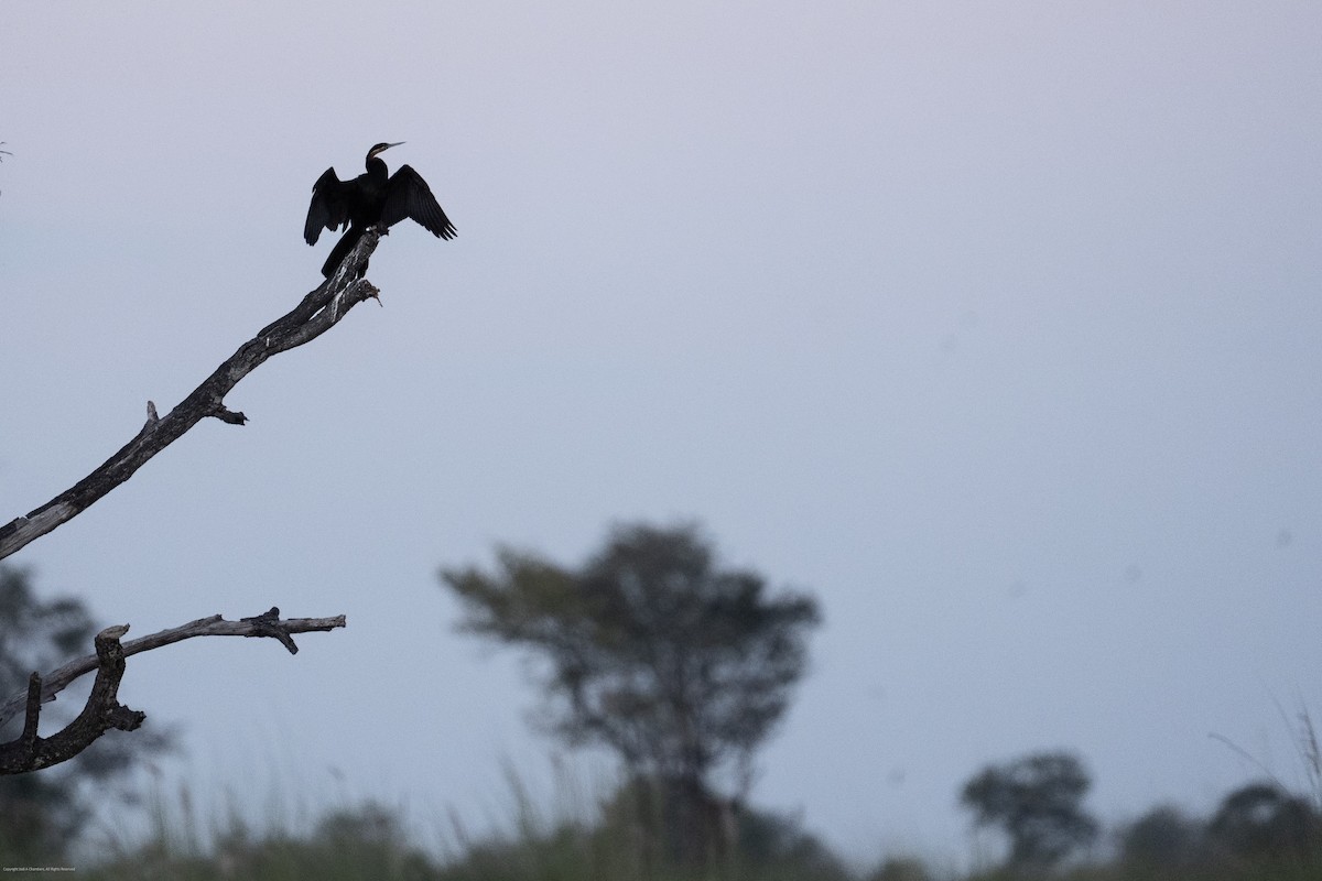 African Darter - ML638238761