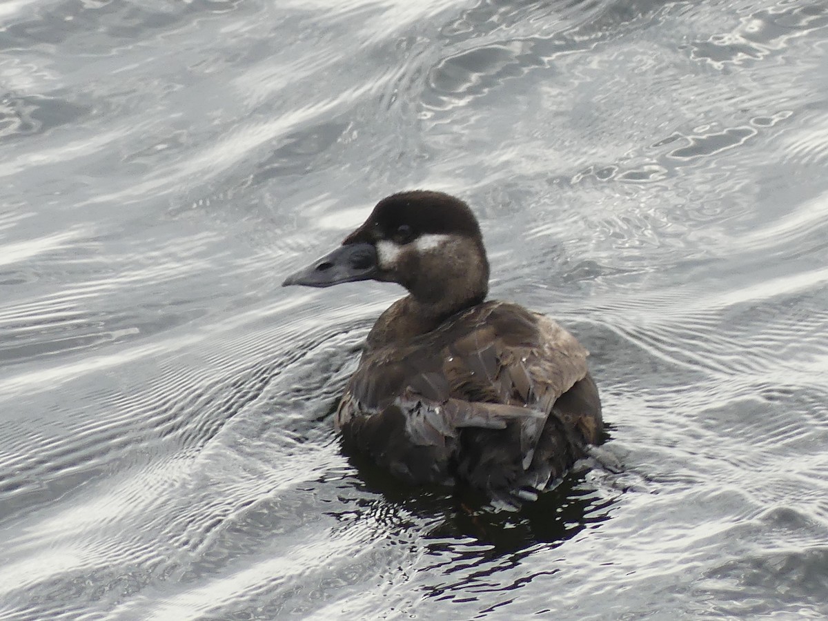 Surf Scoter - ML638238783