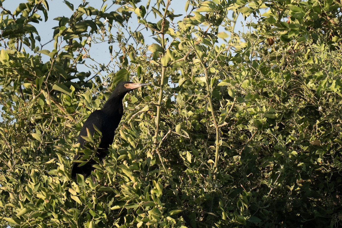 Rufous-bellied Heron - ML638238789
