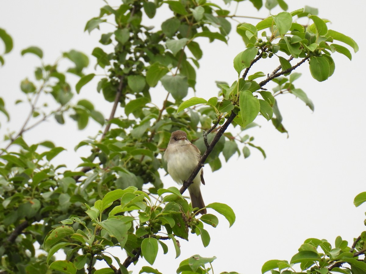 Willow Flycatcher - ML638238797