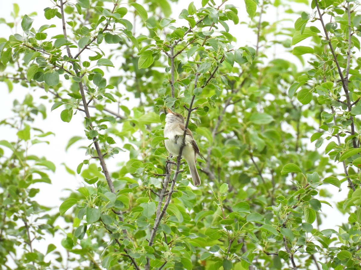 Willow Flycatcher - ML638238799