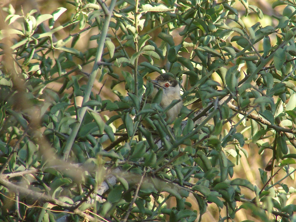 Black-backed Puffback - ML638238801